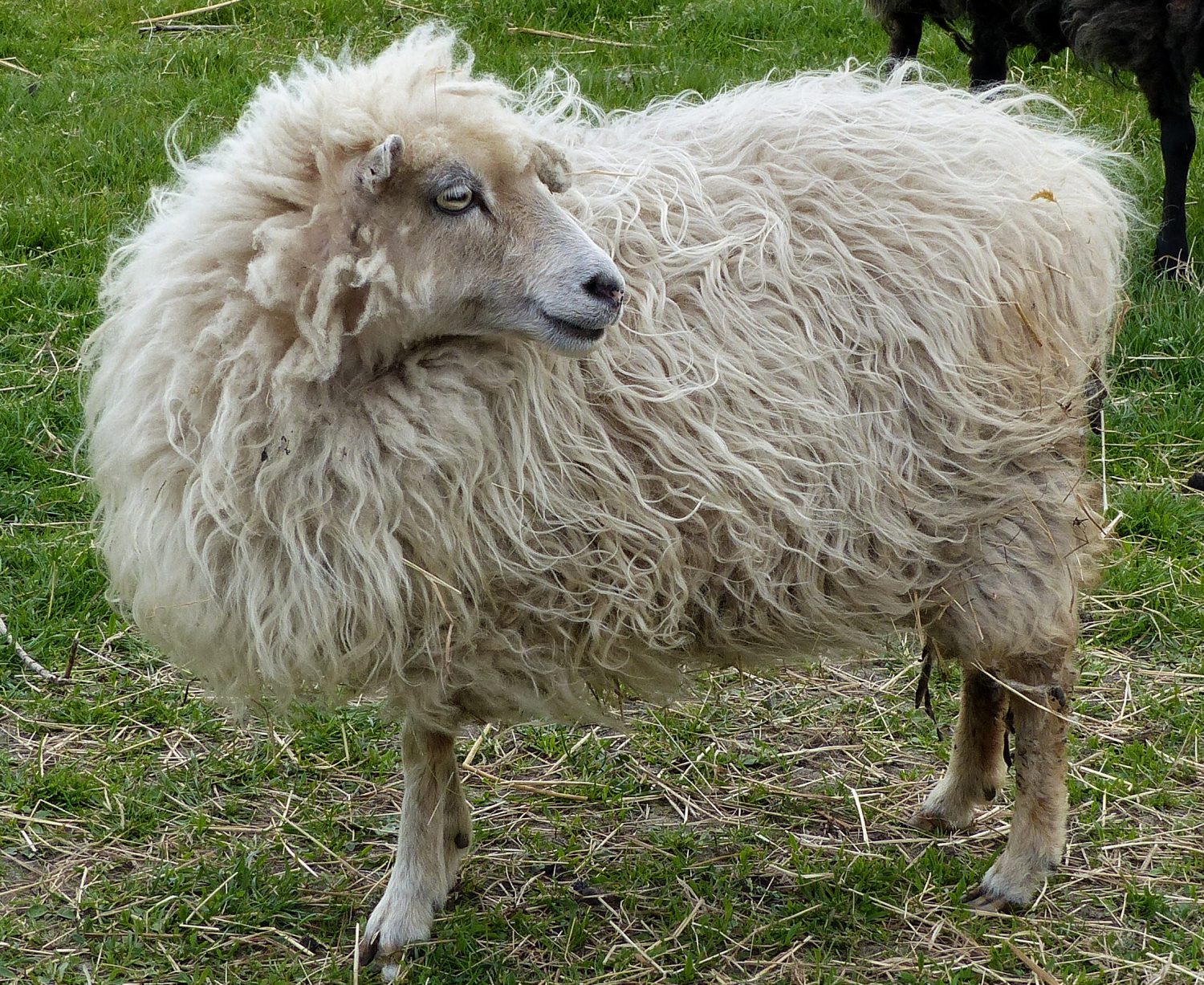 Schafe auf Texel (Video)