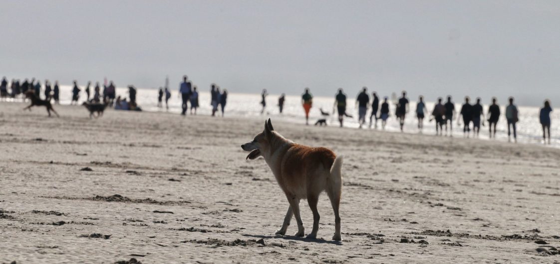 Fotoreportage – Hunde am Strand von SPO